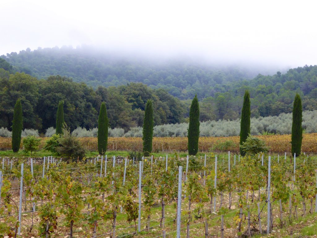 View of the vines in Autumn of Chateau La Coste, near Aix-en-Provence, Provence