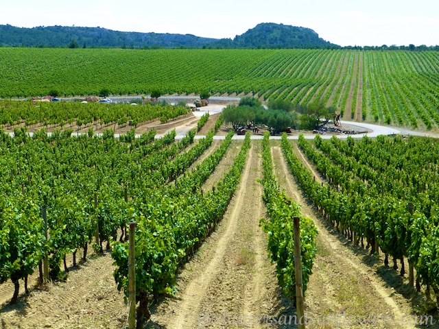 Vineyards of Provence