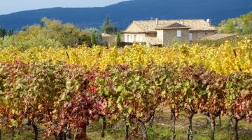 Luberon vineyards by Ménerbes in Autumn