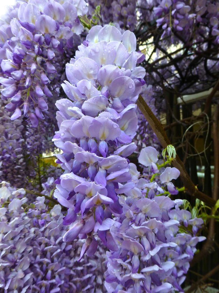 Wisteria bloom at Lourmarin's market Luberon, Provence, France